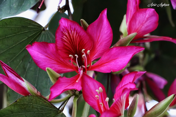 Nezaket İnsanlığın Çiçeğidir..