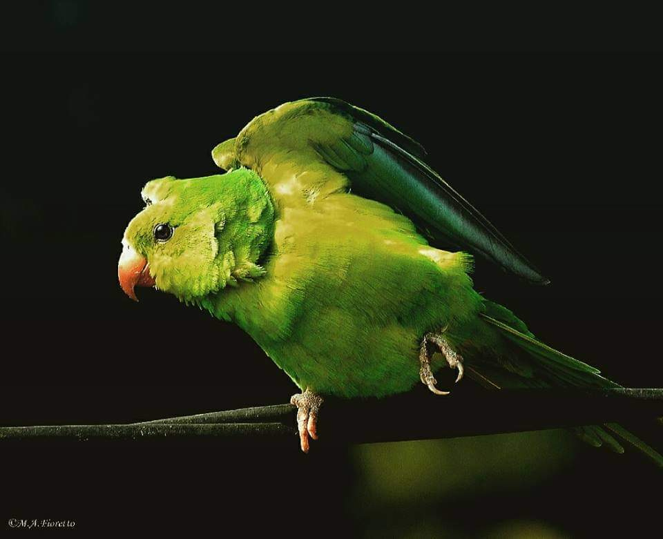 Periquito 
