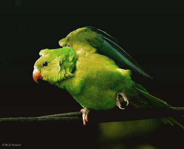 Periquito 