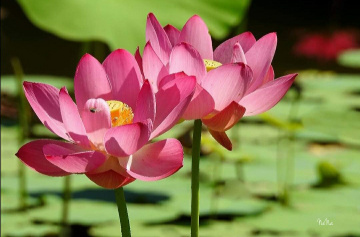 Lotus flower's 