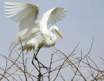 Great Heron