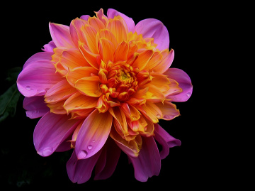 BLÜTE
