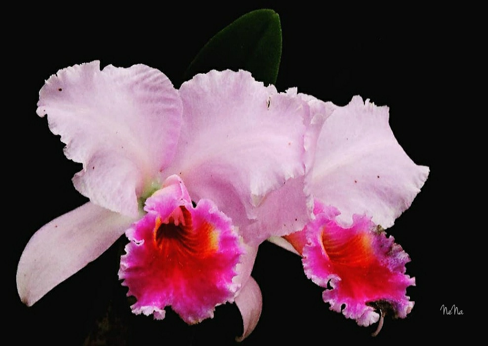Cattleya labiata