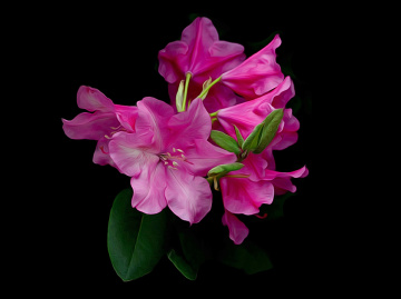 BLÜTEN