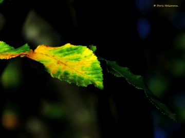 autumnal
