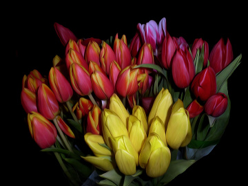 TULPEN