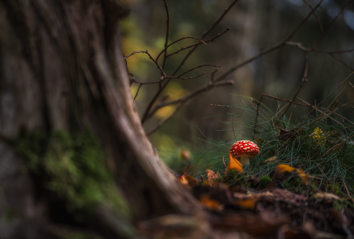 Fly Agaric