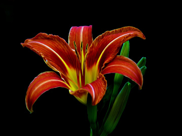 BLÜTE