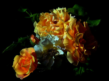 ROSEN
