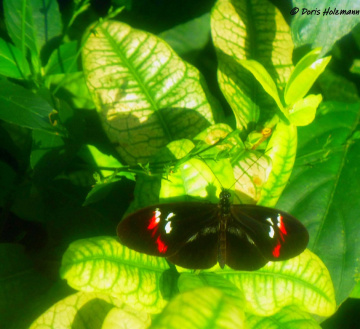 butterfly
