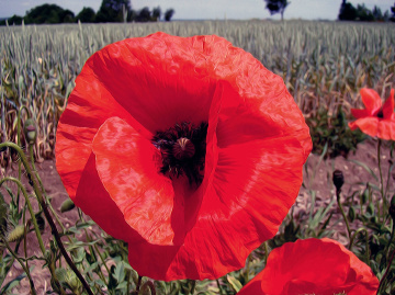 BLÜTE