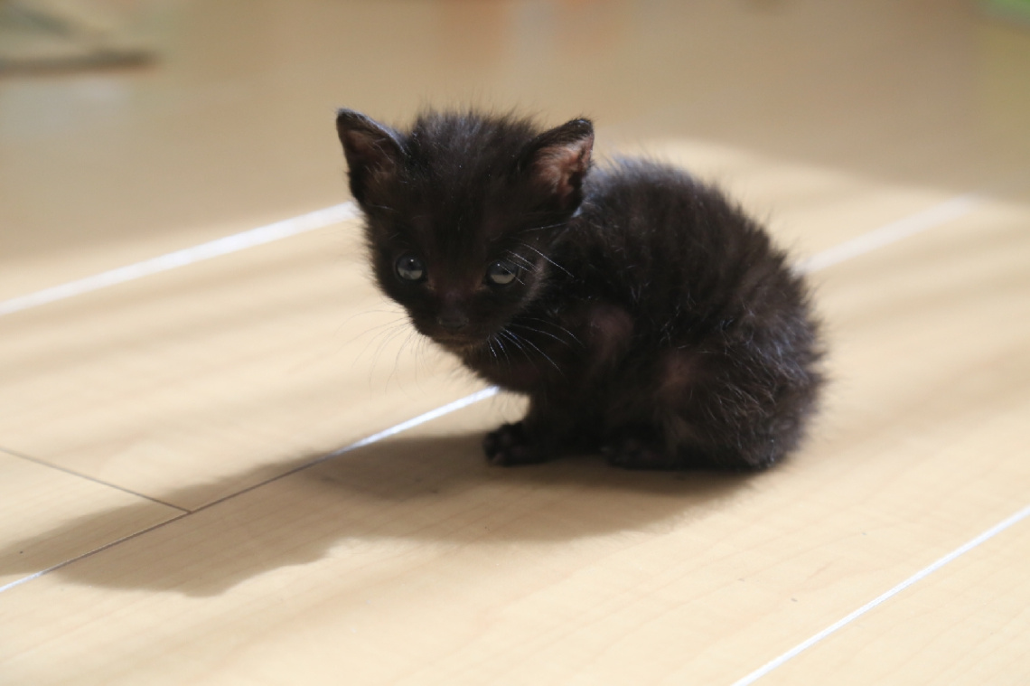 Kitty