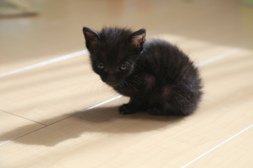 Kitty