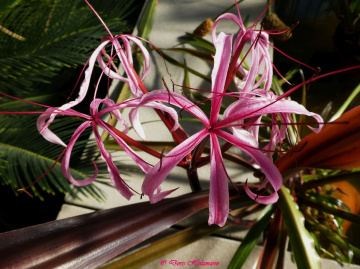 blossoms