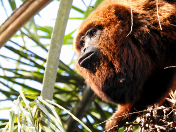 Bugio monkey