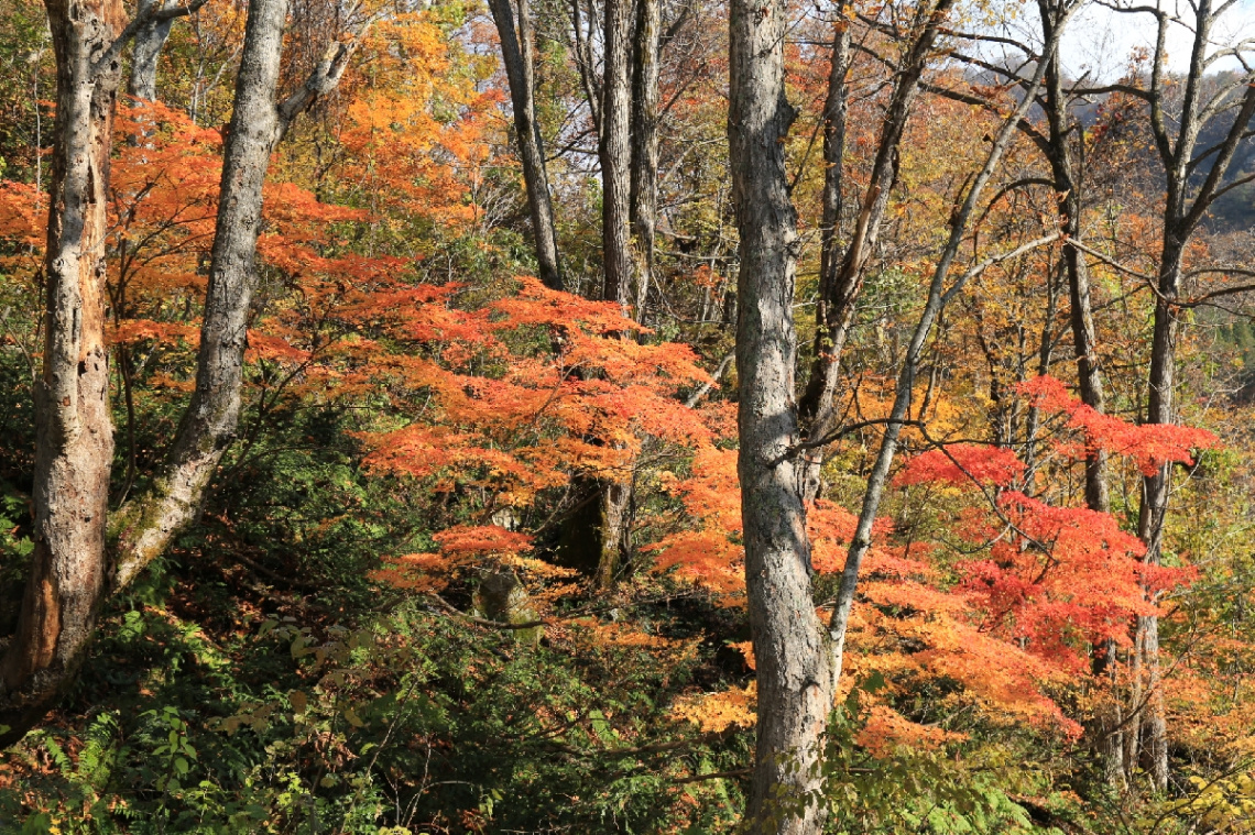 Autumn