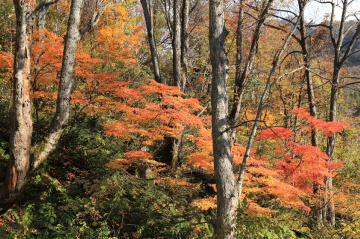 Autumn
