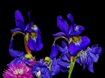 BLÜTEN