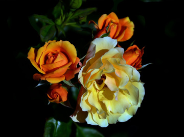 ROSEN