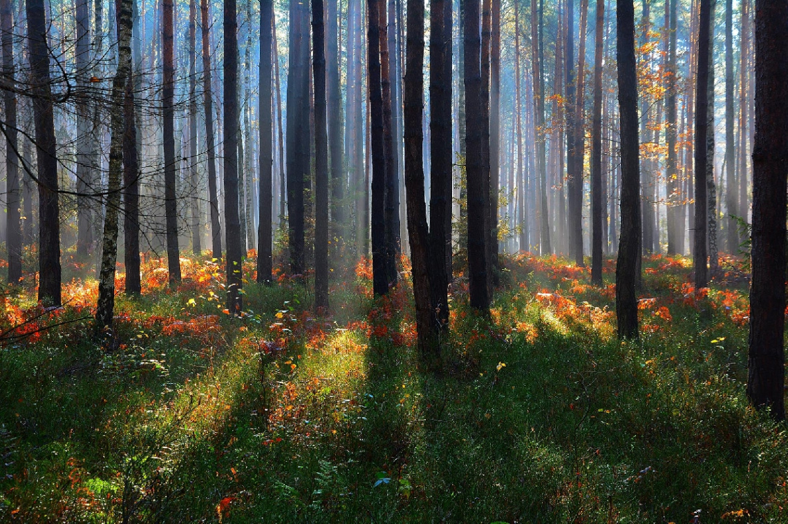 ... forest colors