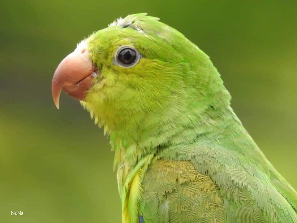 Periquito 