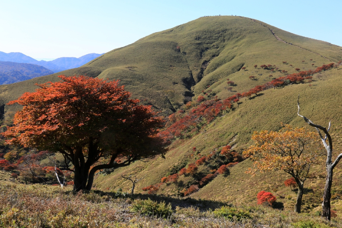 Mountain with orange tree