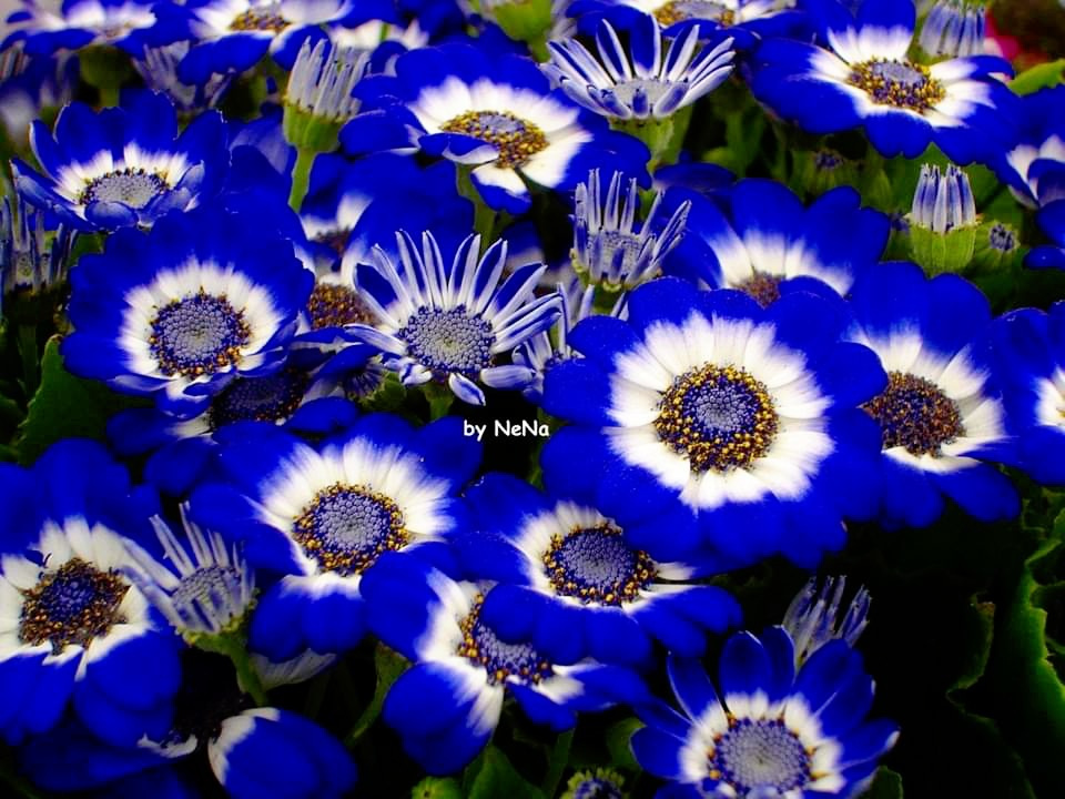 Blue flowers