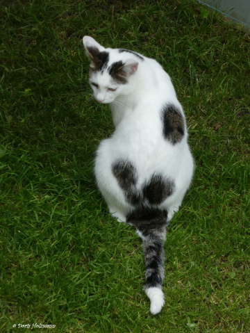 Neighbour's cat 