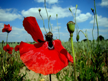 BLÜTE