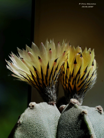 Cactus flower