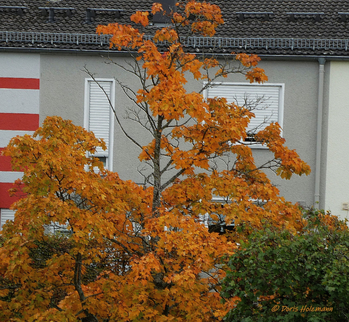 autumn colors 