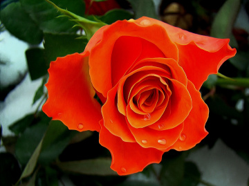 BLÜTE