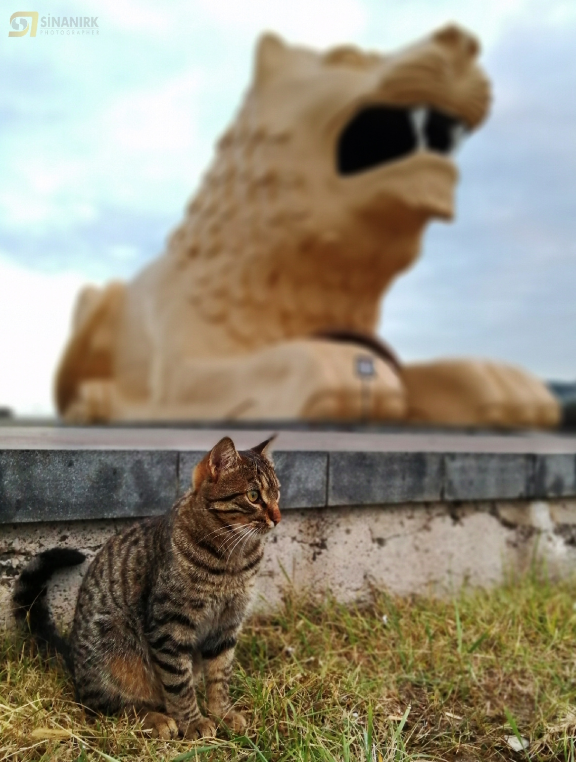 KEDİLER