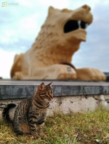 KEDİLER