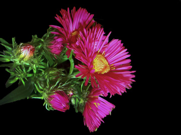 BLÜTE