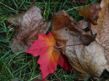 autumn