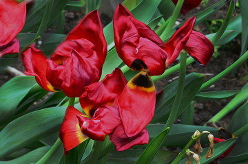 TULPEN