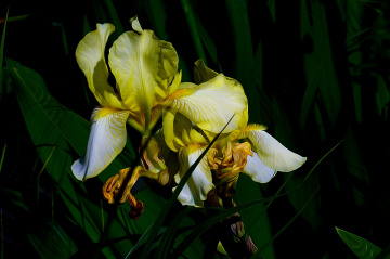 BLÜTEN