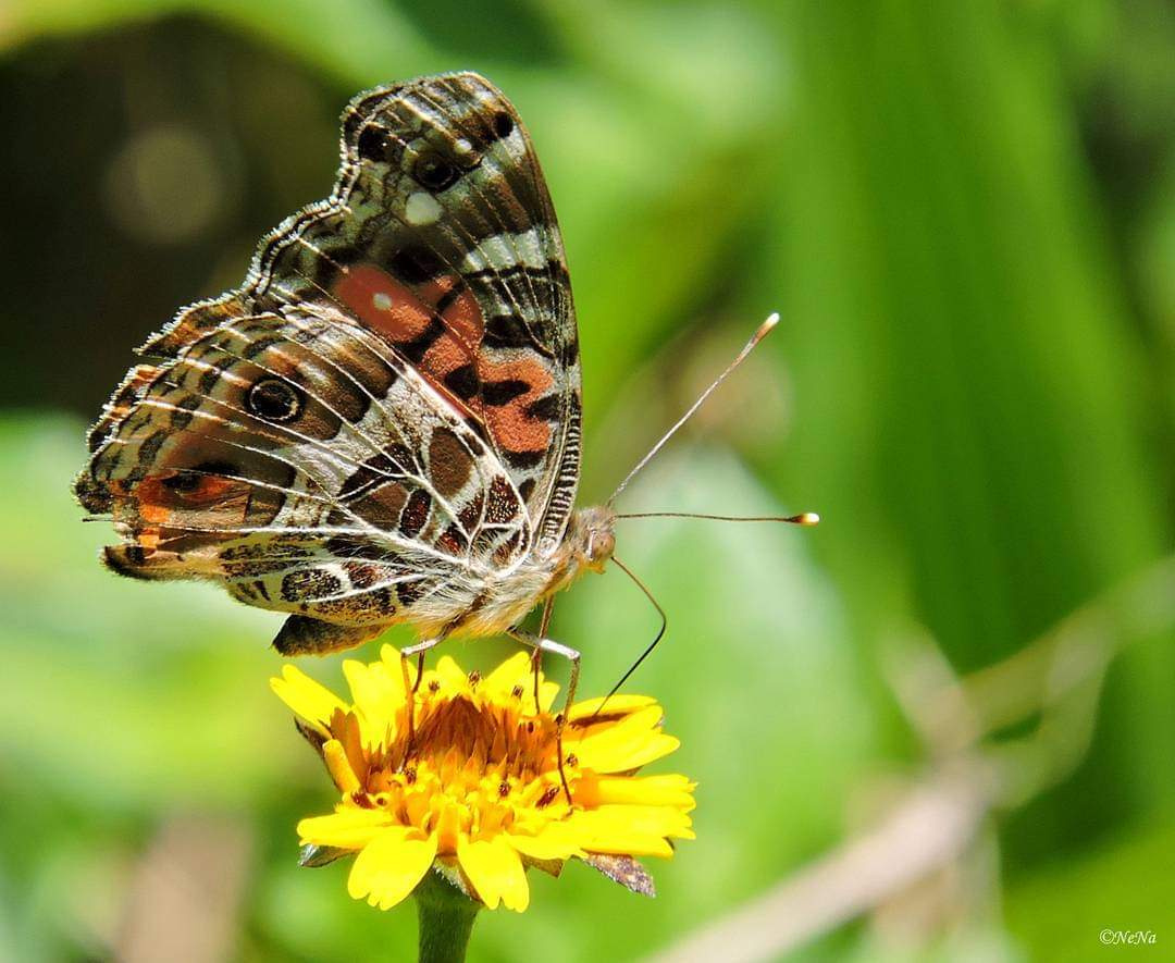 Borboleta 