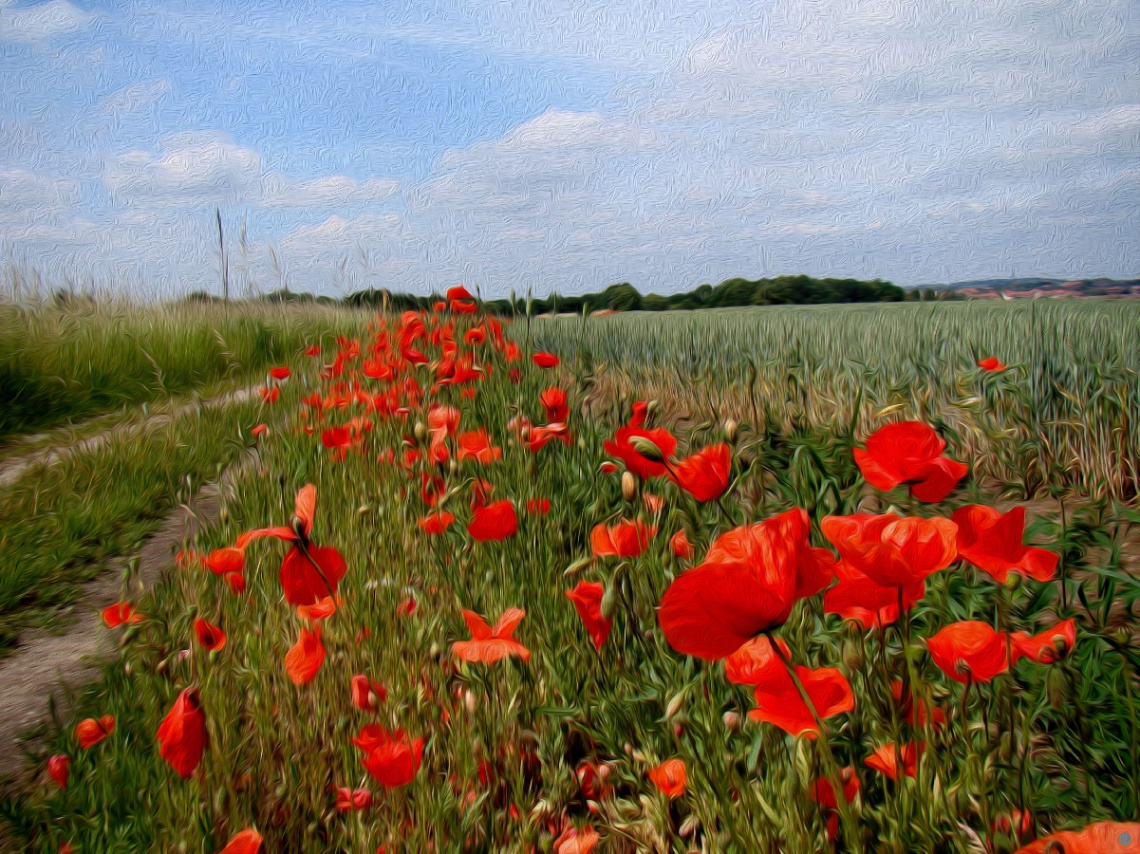 MOHNBLUMEN