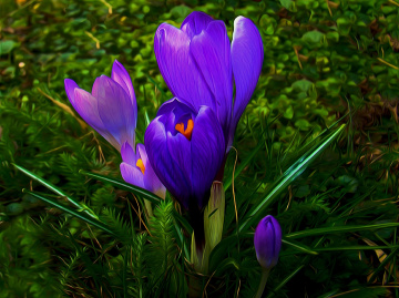 BLÜTEN