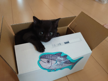 Kitty