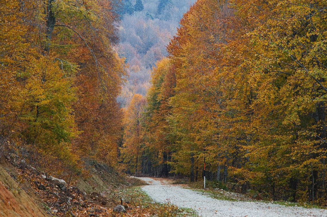 Çataldağda Hazan