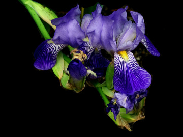 BLÜTEN