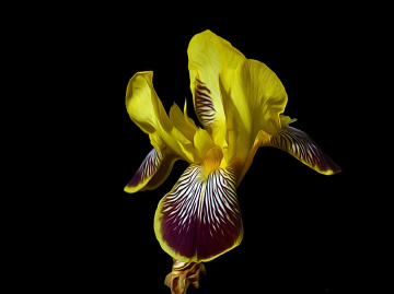 BLÜTE