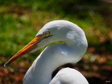 Egret