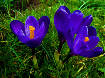 BLÜTEN