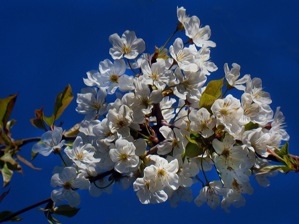 BLÜTEN