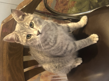 Asuman kedi