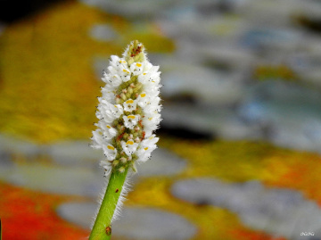 Aquatic plant flower